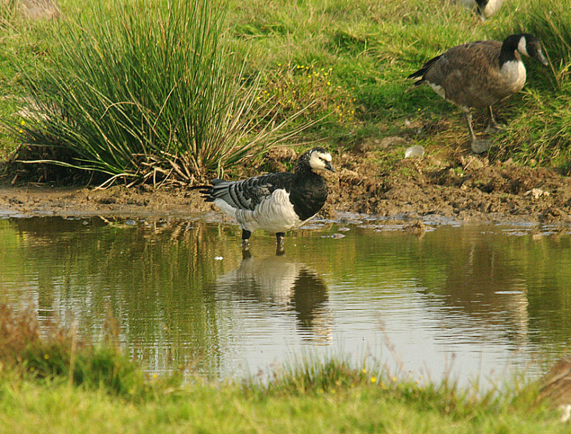 BARNACLE GOOSE . BOWLING GREEN MARSH . TOPSHAM . DEVON . ENGLAND . 5 . 9 . 2014