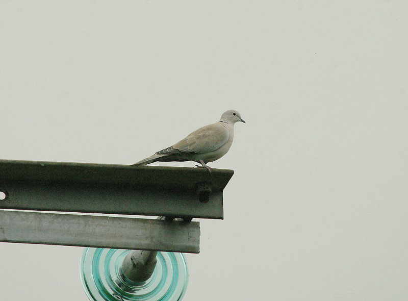 COLLARED DOVE . TOPSHAM . DEVON . ENGLAND . 20 . 9 . 2014