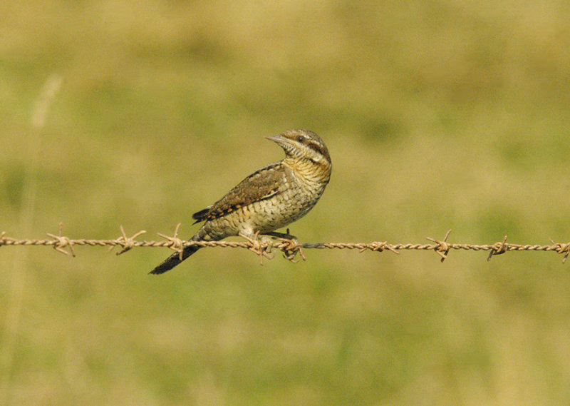 EURASIAN WRYNECK . ORCOMBE POINT . EXMOUTH . DEVON . 22 . 9 . 2014
