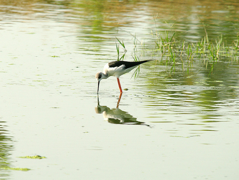 BLACK-WINGED STILT . THE SEWAGE WORKS . KOLOLI . GAMBIA . 7 . 11 . 2014