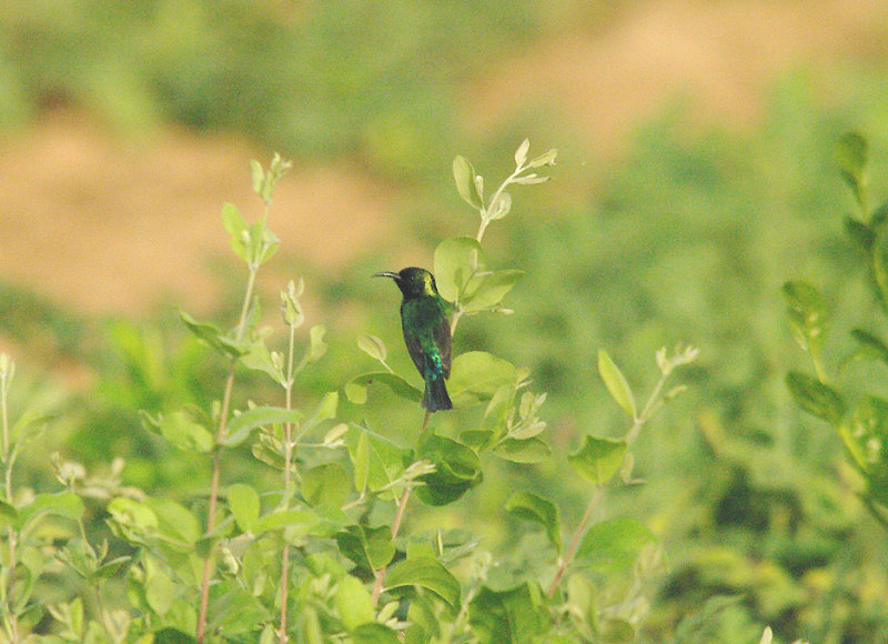 VARIABLE SUNBIRD . THE KULORA AREA . GAMBIA . 9 . 11 . 2014