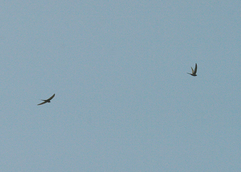 AFRICAN PALM SWIFT . THE SEWAGE WORKS . KOLOLI . GAMBIA . 13 . 11 . 2014