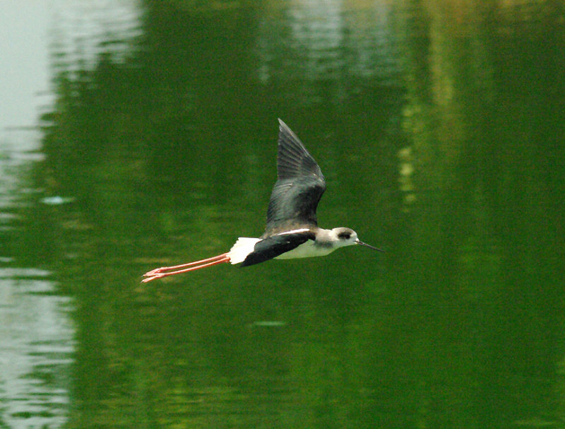 BLACK-WINGED STILT . THE SEWAGE WORKS . KOLOLI . GAMBIA . 13 . 11 . 2014