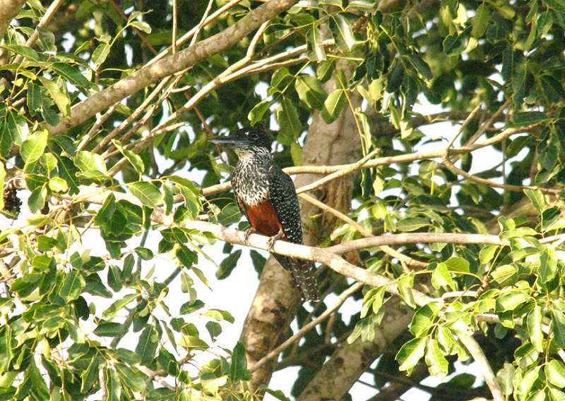 GIANT KINGFISHER ( Female ) . Nr MARAKISSA . GAMBIA . 15 . 11 . 2014