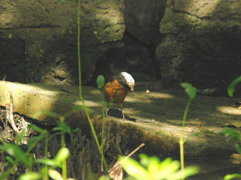 SNOWY-CROWNED ROBIN CHAT . KOTU BRIDGE . KOLOLI . GAMBIA . 16 . 11 . 2014