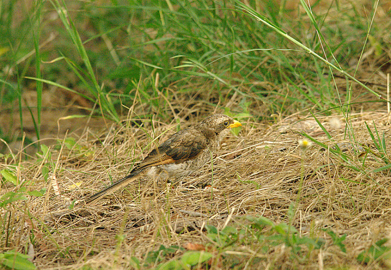 YELLOW BILLED SHRIKE , THE HOTEL PALMA RIMA , KOLOLI , GAMBIA , 16 , 11 , 2014