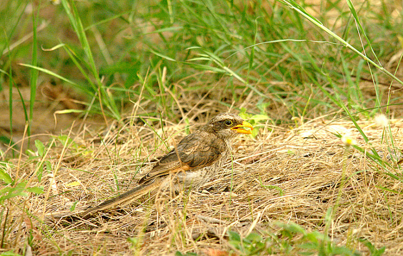 YELLOW-BILLED SHRIKE . THE HOTEL PALMA RIMA . KOLOLI . GAMBIA . 16 . 12 . 2014