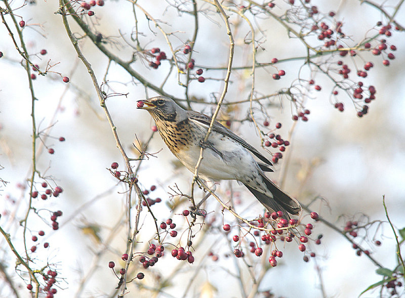FIELDFARE , BOWLING GREEN MARSH , TOPSHAM , DEVON , ENGLAND , 6 , 12 , 2014