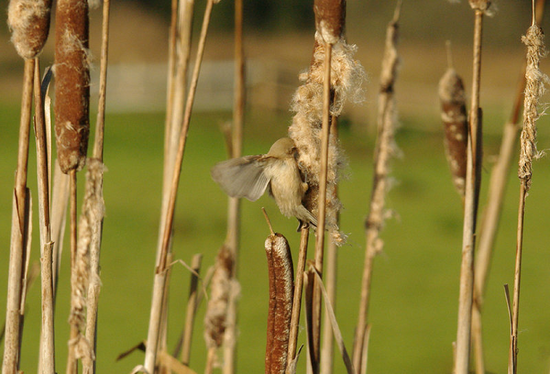 PENDULINE TIT ( Juvenile ) . DARTS FARM . TOPSHAM . DEVON . 15 . 12 . 2014