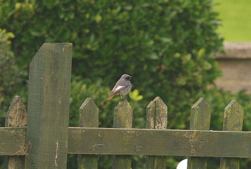 BLACK REDSTART . BREEN DOWN COVE . SOMERSET . 16 . 12 . 2014