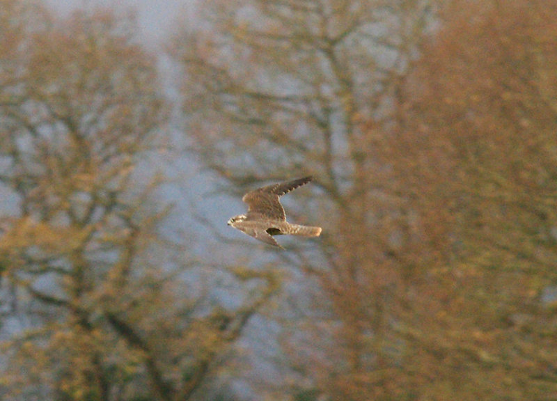 PEREGRINE FALCON ( Juvenile ) . DARTS FARM . TOPSHAM . DEVON . 18 . 12 . 2014