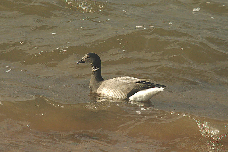 ( Pale Bellied ) . BRENT GOOSE . EXMOUTH . DEVON . ENGLAND . 3 . 1 . 2015