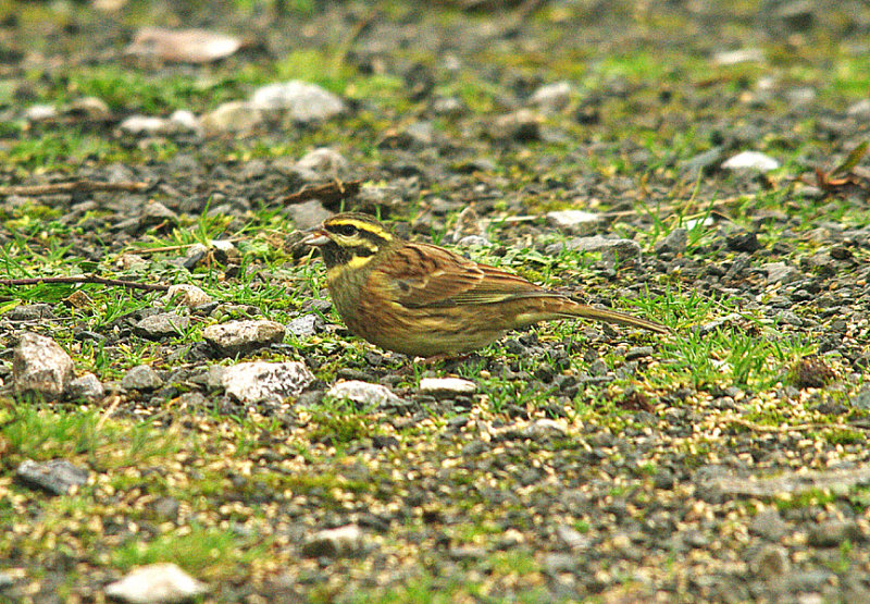 CIRL BUNTING . BROADSANDS . DEVON . 4 . 1 . 2015
