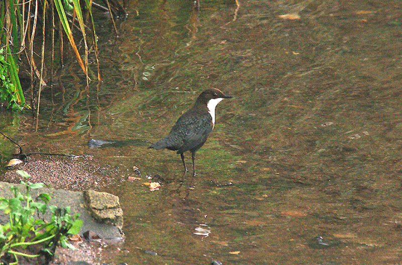 Dipper . The Ludwell Valley Country Park . Exeter . Devon . 9 / 1 / 2015