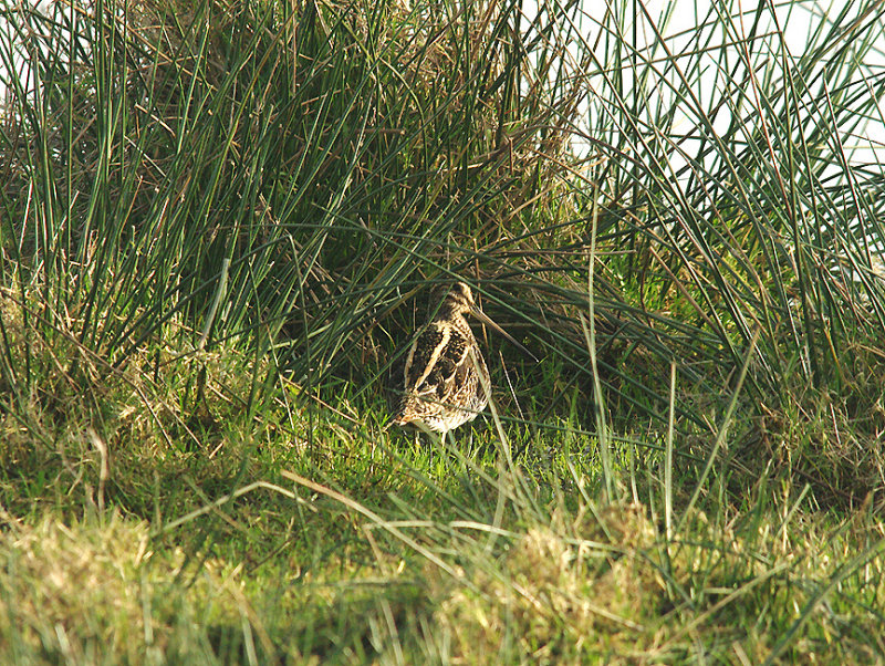 COMMON SNIPE . BOWLING GREEN MARSH . TOPSHAM . DEVON . 11 . 1 . 2015