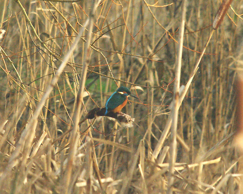 KINGFISHER . DARTS FARM . TOPSHAM . DEVON . 11 . 1 . 2015