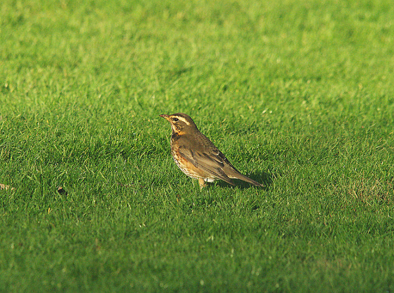REDWING . DUCKES MEADOW . EXETER . DEVON . ENGLAND . 14 . 1 . 2015