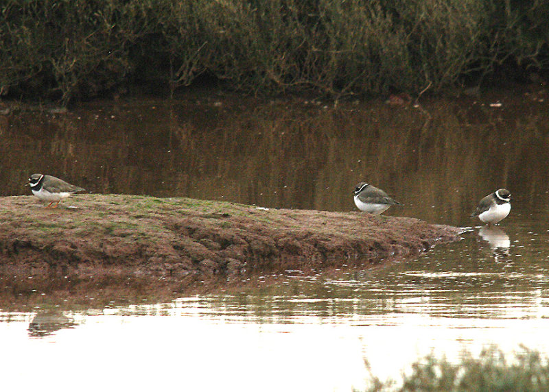 RINGED PLOVER . THE OTTER ESTUARY . DEVON . 17 / 1 / 2015