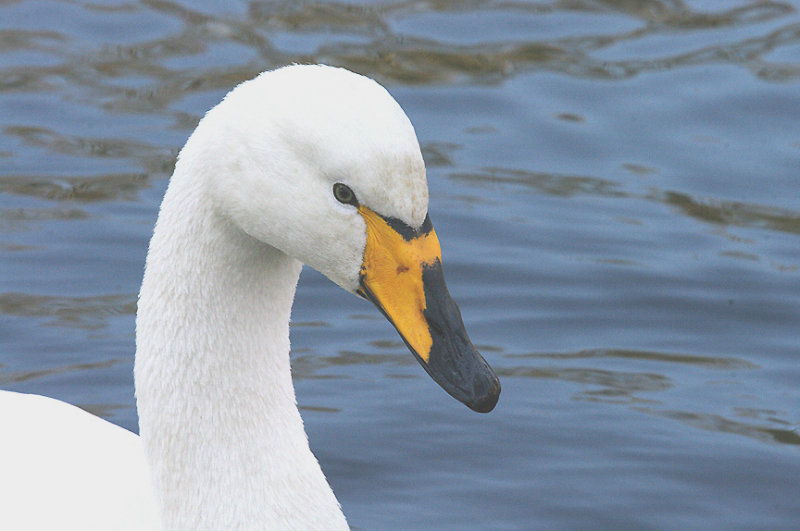 WHOOPER SWAN , HELSTON BOATING LAKE , CORNWALL , ENGLAND . 22 , 1 , 2015