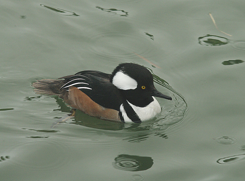 HOODED MERGANSER . RADIPOLL RSPB . WEYMOUTH . DORSET . ENGLAND . 30 . 1 . 2015