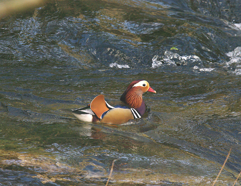 MANDARIN ( Male ) . THE RIVER DART . BUCKFASTLEIGH . DEVON . ENGLAND . 6 . 2 . 2015