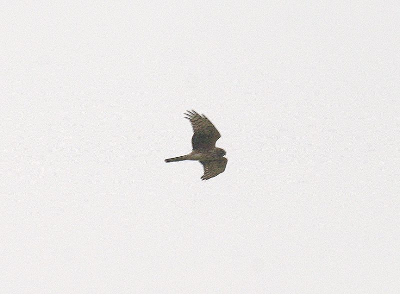 HEN HARRIER ( Female ) , WYKE DOWN , DORSET , 10 , 2 , 2015