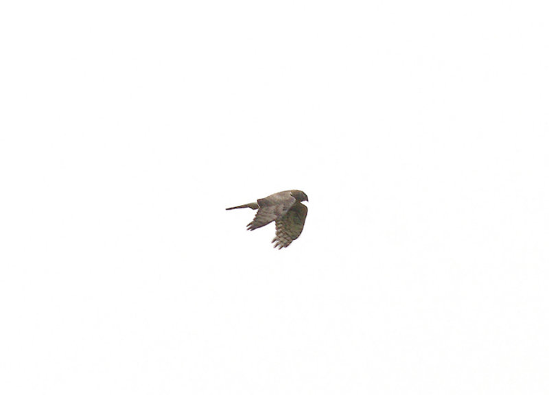 HEN HARRIER ( Female ) . WYKE DOWN . DORSET . 10 . 2 . 2015