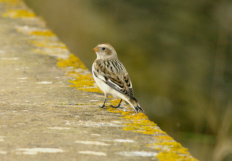 SNOW BUNTING , THE EXE ESTUARY . DEVON . 8 . 3 . 2015