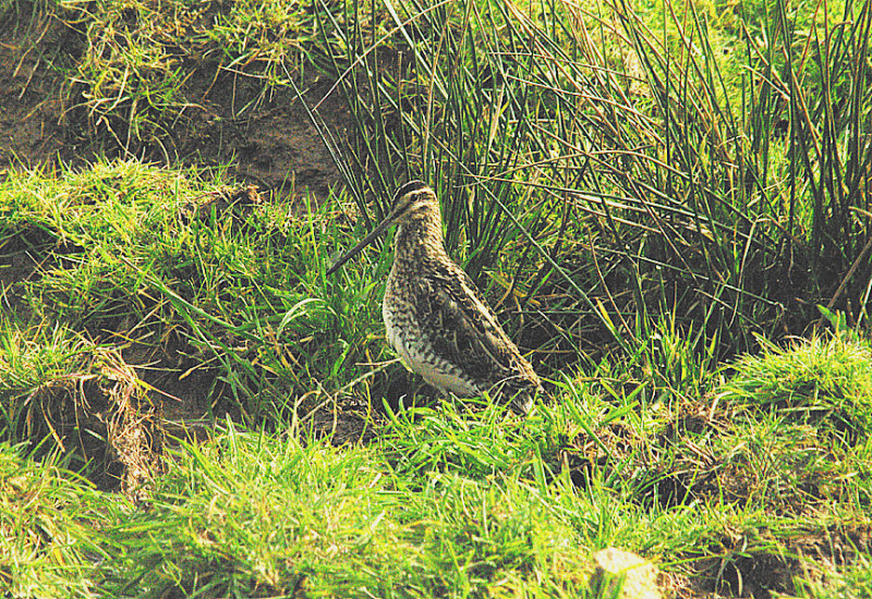 SNIPE . BOWLING GREEN MARSH . TOPSHAM . DEVON . 10 . 3 . 2015