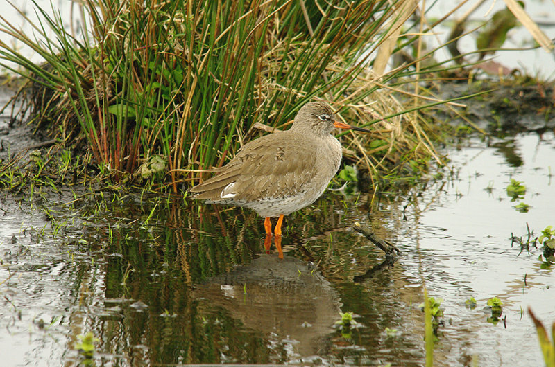 REDSHANK . GREYLAKE NR . SOMERSET . 30 . 3 . 2015