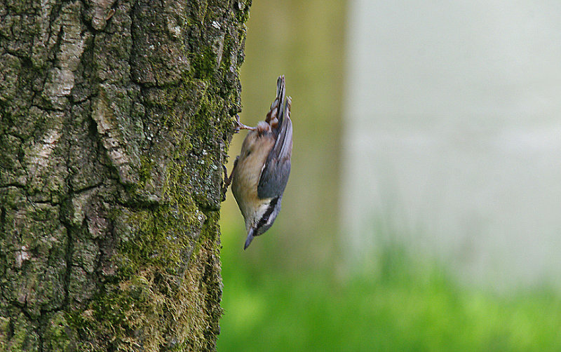NUTHATCH . THE HALDON FOREST . DEVON . 21 . 5 . 2015
