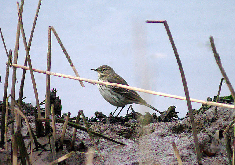 WATER PIPIT . THE RECREATION GROUND . TOPSHAM . DEVON . ENGLAND . 28 . 11 . 2013