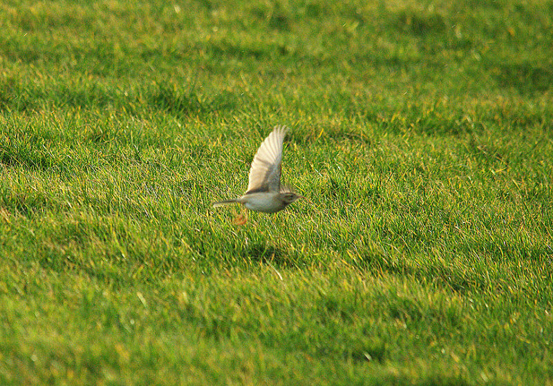 RICHARDS PIPIT . RED CLIFF POINT . DORSET . 30 . 1 . 2015