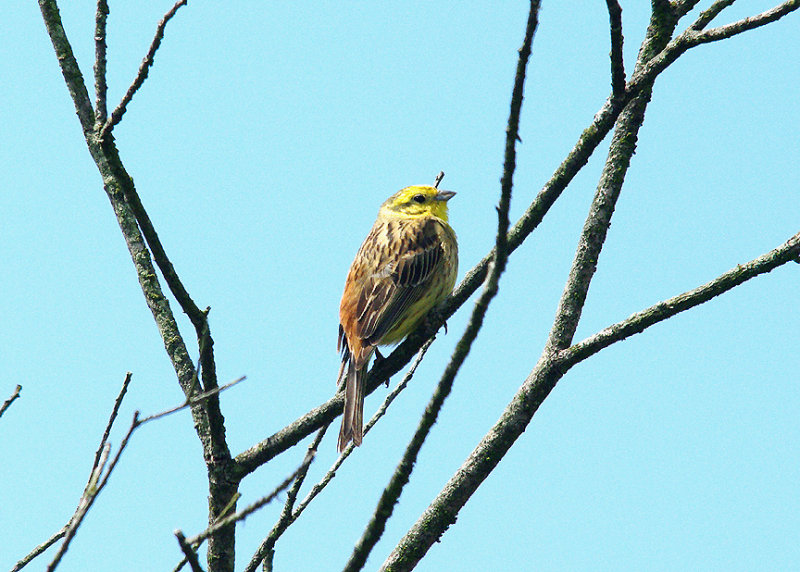 YELLOWHAMMER ( Male ) . AYLESBEARE COMMON . DEVON . ENGLAND . 4 . 6 . 2015