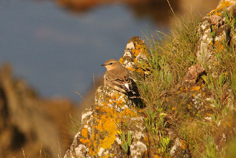 WHEATEAR , MOUNT BATTEN POINT . PLYMOUTH . DEVON . 28 . 8 . 2015