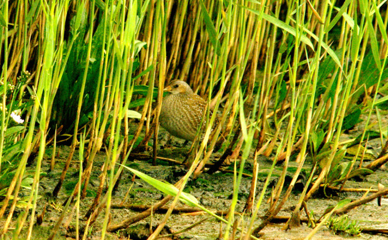 SPOTTED CRAKE , BLACKHOLE MARSH , SEATON , DEVON , 31 , 8 , 2015