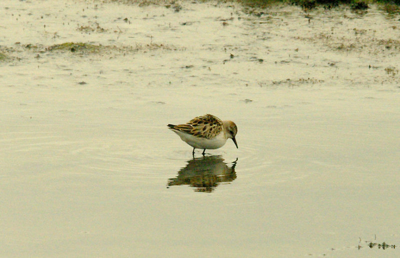 LITTLE STINT . BLACKHOLE MARSH . SEATON . DEVON . 31 . 8 . 2015