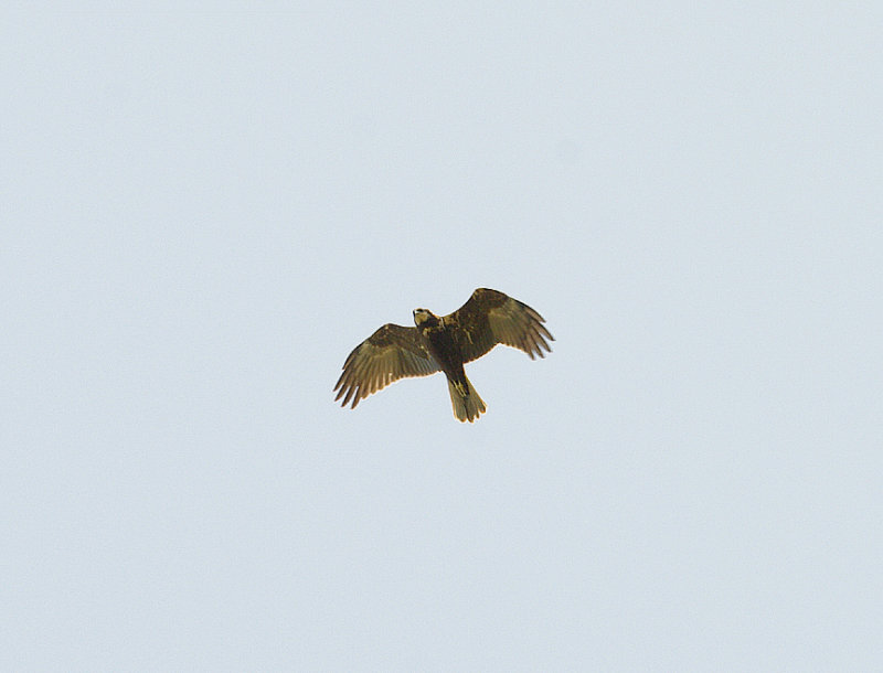 WESTERN MARSH HARRIER . KAMBATI . GAMBIA . 11 . 11 . 2014 