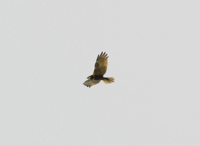 WESTERN MARSH HARRIER . KAMBATI . GAMBIA . 11 . 11 . 2014