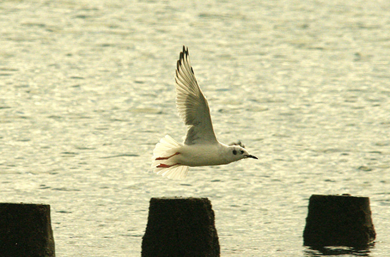 BONAPARTE`S GULL . DAWLISH WARREN . DEVON . 18 . 9 . 2015