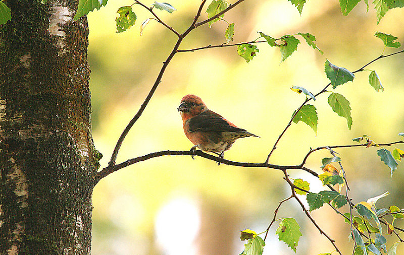 COMMON CROSSBILL ( Loxia curvirostra )  , THE HALDON FOREST , DEVON , 1 , 10 , 2015