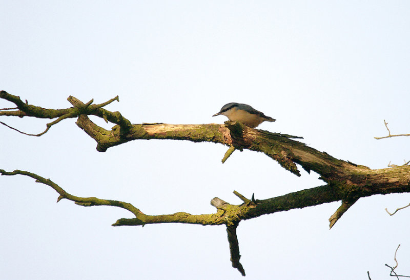 NUTHATCH . THE GREAT HALDON FOREST . DEVON . 3 . 10 . 2015