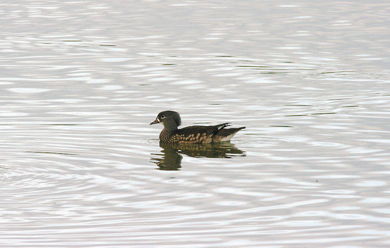 MANDARIN ( Female ) . BOWLING GREEN MARSH . TOPSHAM . DEVON . ENGLAND . 9 . 10 . 2015