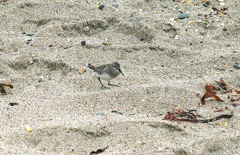 WHITE RUMPED SANDPIPER . MARAZION BEACH . CORNWALL . 30 . 10 . 2013 