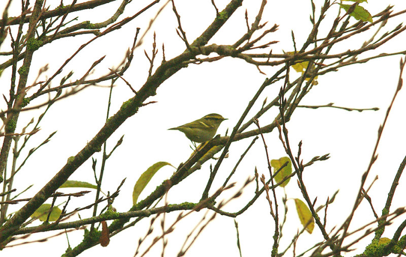 PALLAS`S LEAF WARBLER . THE BRISTOL SCHOOLS CAMP . GORE LANE . EXMOUTH . DEVON . 27 . 10 . 2015 