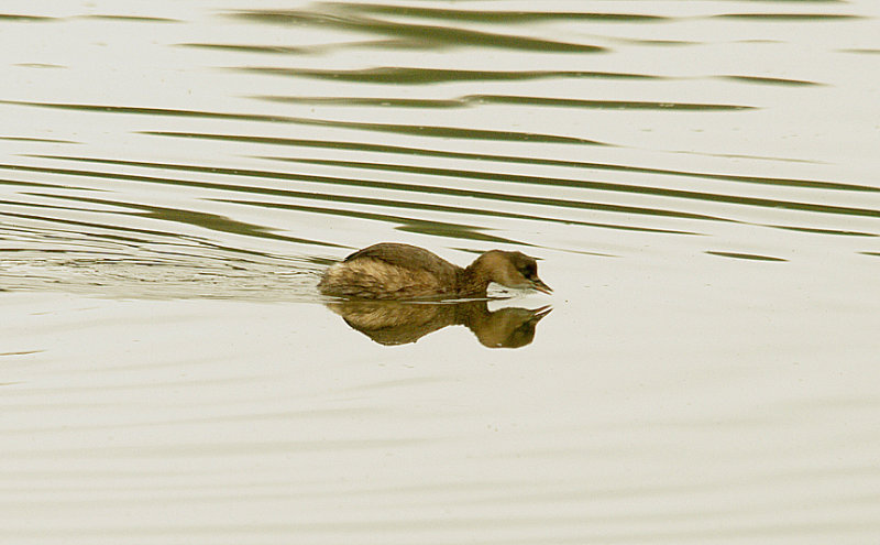 LITTLE GREBE . BLACKHOLE MARSH . SEATON . DEVON . 29 . 10 . 2015