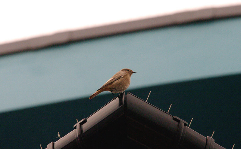 BLACK REDSTART . EXMOUTH . DEVON . 2 . 12 . 2015 