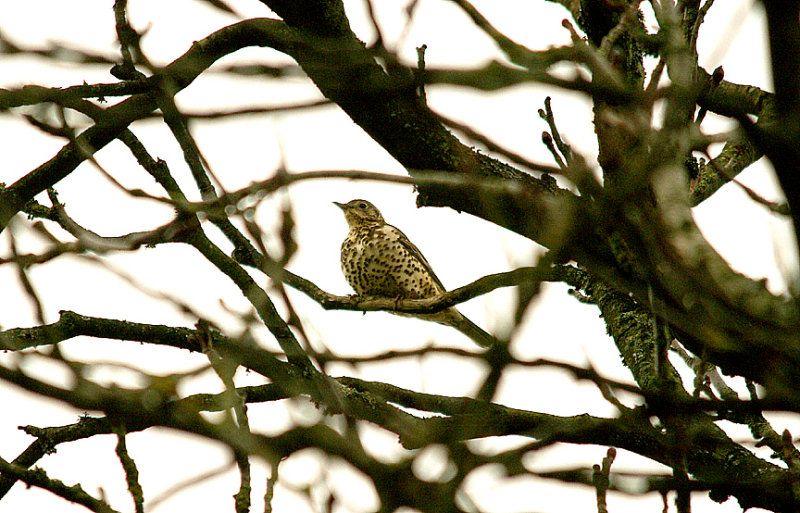 MISTLE THRUSH . BOWLING GREEN MARSH . TOPSHAM . DEVON . 1 . 1 . 2016
