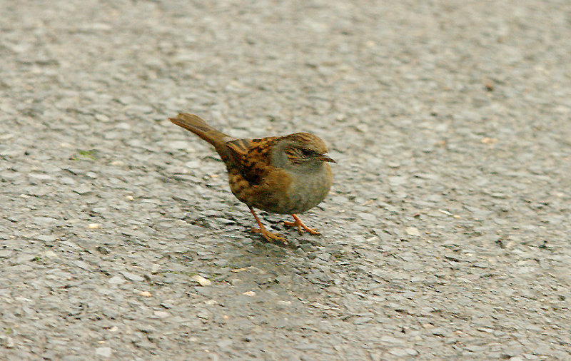 DUNNOCK . BOWLING GREEN MARSH . TOPSHAM . DEVON . 1 . 1 . 2016