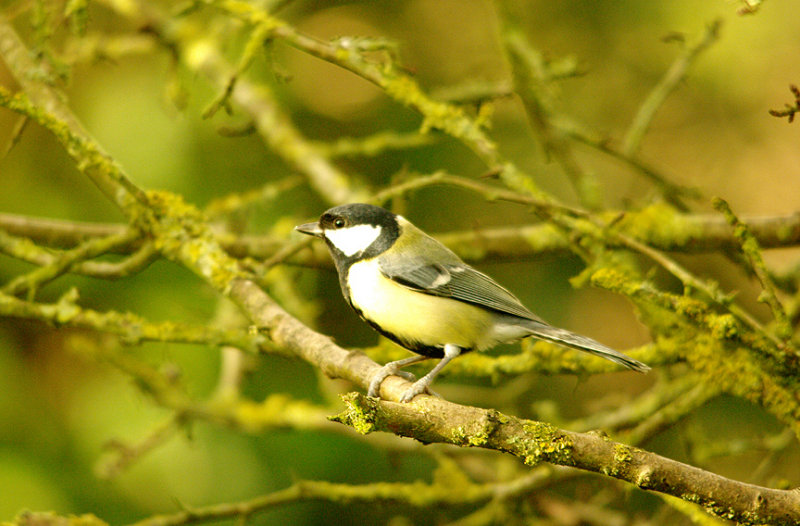 GREAT TIT . BOWLING GREEN MARSH . TOPSHAM . DEVON . 4 . 1 . 2016